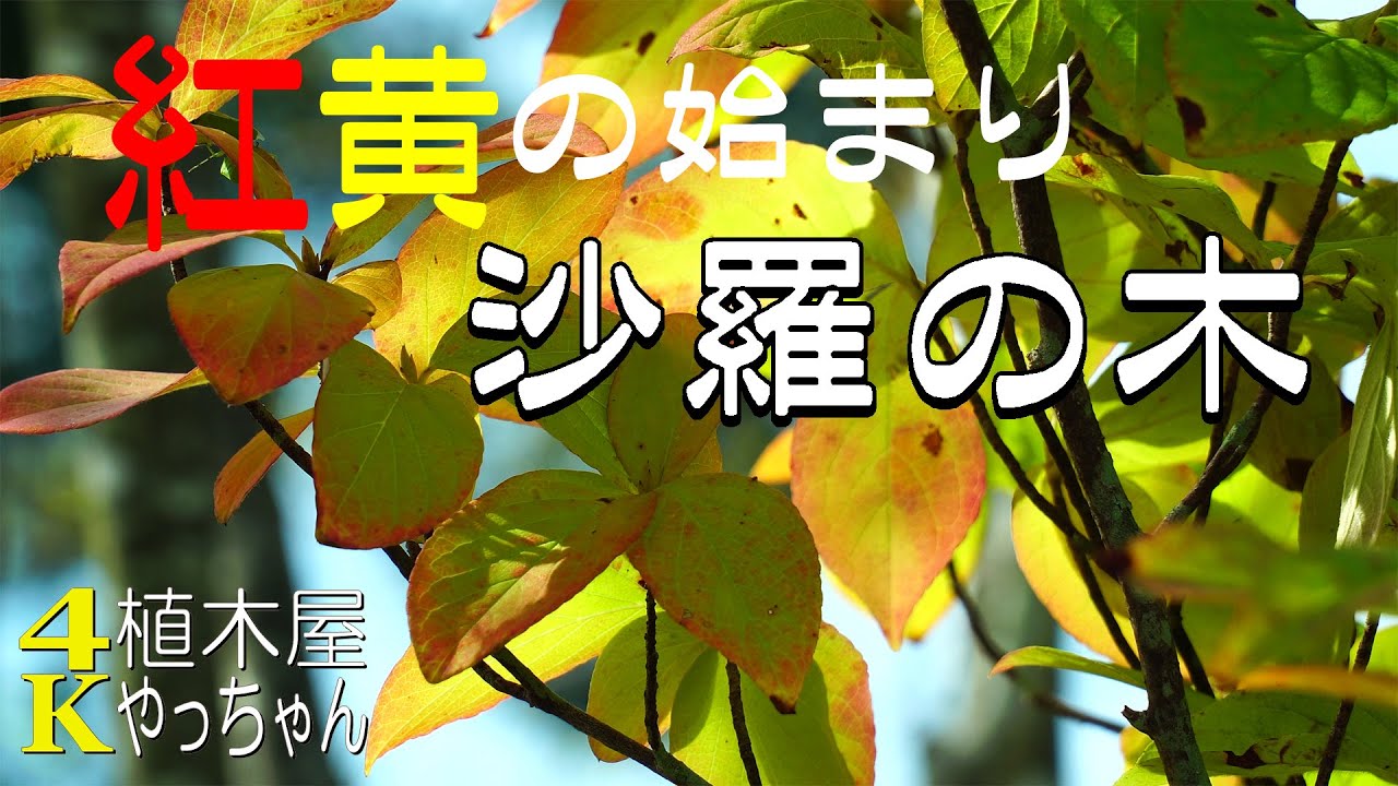 紅葉の始まり シャラの木 夏椿 2025 - YouTube 紅葉の始まり シャラの木 夏椿 2025 - YouTube