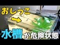 【淡水魚】大量の尿！メダカが即死状態！？A large amount of urine wipes out fish