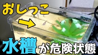 【淡水魚】大量の尿！メダカが即死状態！？A large amount of urine wipes out fish