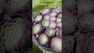 다육 참수의 결과 얼굴이 더 많아,“Succulent Beheading Result ”#다육#다육참수#다두화#식물#반려식물 #힐링 #succulents #plantlover