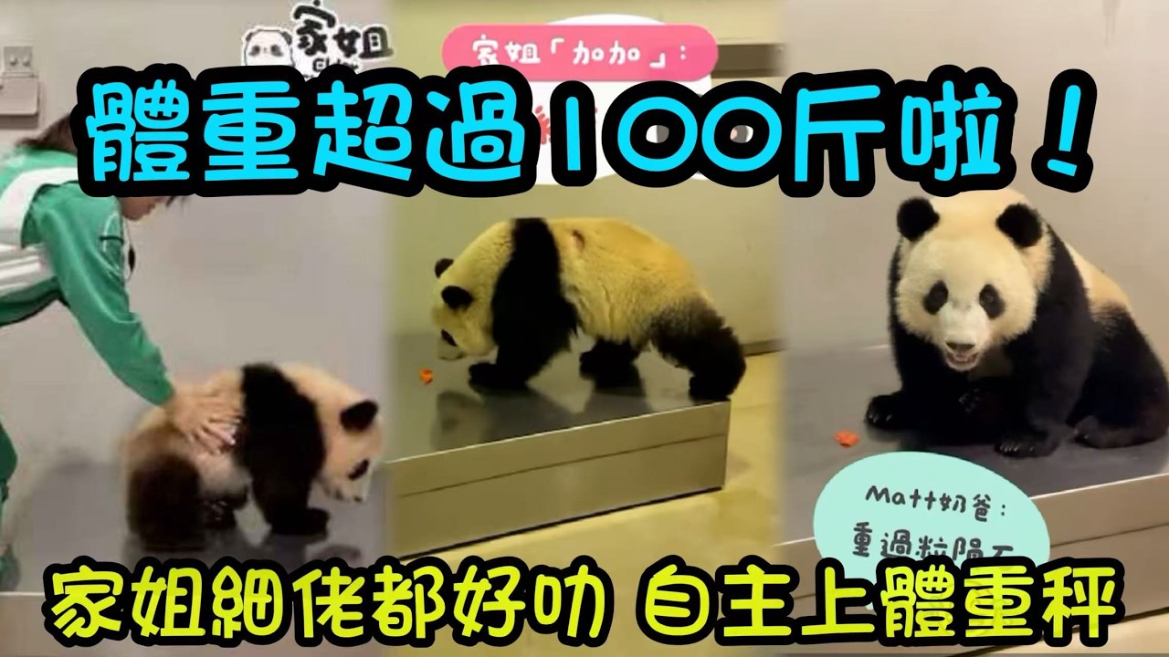 2月12日   家姐細佬最新體重：超過100斤喇，細佬比家姐重8斤，安安哥哥超過300斤#香港大熊貓  #大熊貓家姐細佬 #大熊貓加加得得