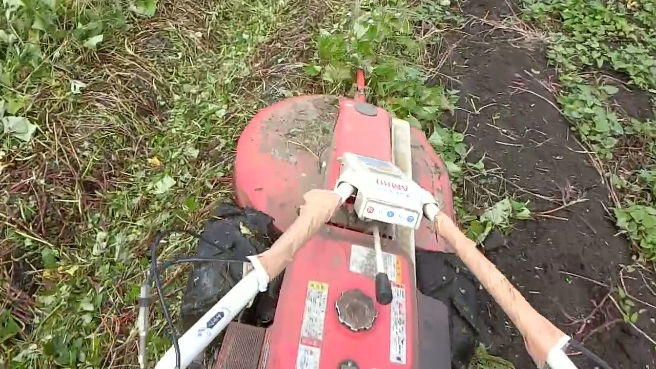草刈り　芋つた刈り How do you turn over sweet potato vines? Should you cut them off