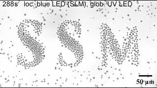 Light-Defined "SSM" Particle Patterning by LDDO Using an SLM - Supplementary VideoS4 screenshot 4