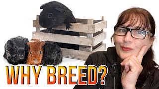 Guinea pig breeding - why breed - sharing my thoughts by Cavy Central Guinea Pig Rescue with Lyn 597 views 1 year ago 12 minutes, 46 seconds