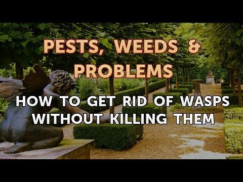 How to Get Rid of Wasps Without Killing Them