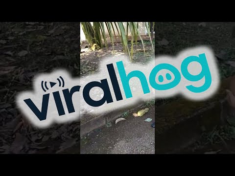 Smart Puppy Distracts Child and Steals Sucker || ViralHog