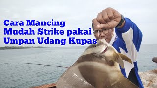 Cara mancing mudah strike!! pakai udang kupas akan dimakan banyak jenis ikan
