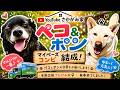 新入りペコ＆ポン、マイペース過ぎる日常。