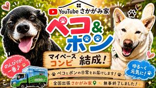 新入りペコ＆ポン、マイペース過ぎる日常。