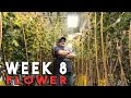 Remo&#39;s Garden Update (Week 8 Flower)