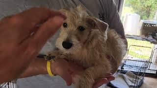 CCPAL Schnoodle Logan