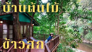 $24 AMAZING MONKEY TREE HOUSE🐒Khao Sok National Park,Thailand