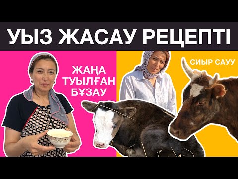 Бейне: Сиыр сиырларын қалай дайындау керек: оңай пісіру үшін қадамдық фотосуреттер