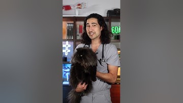 Cats and Rabies! Doctor Explains #cats #blackcat #persiancat