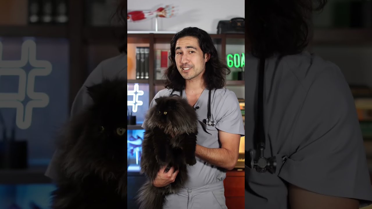 Cats And Rabies Doctor Explains Blackcat Persiancat