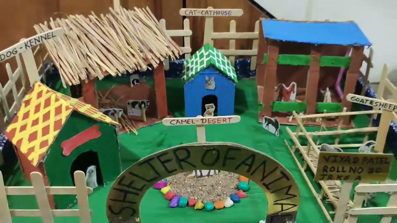domestic animal shelter model for kg students YouTube