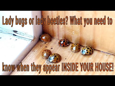 Video: Asian Lady Beetles: Mohli By Poškodit Vašeho Psa?