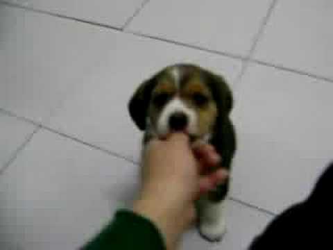 baby beagles youtube