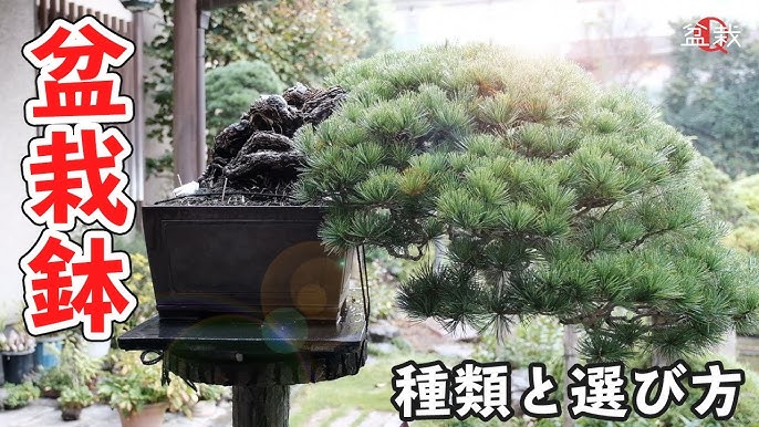 Brack Pine Bonsai Replanting 1 How To Take Out Pot Youtube