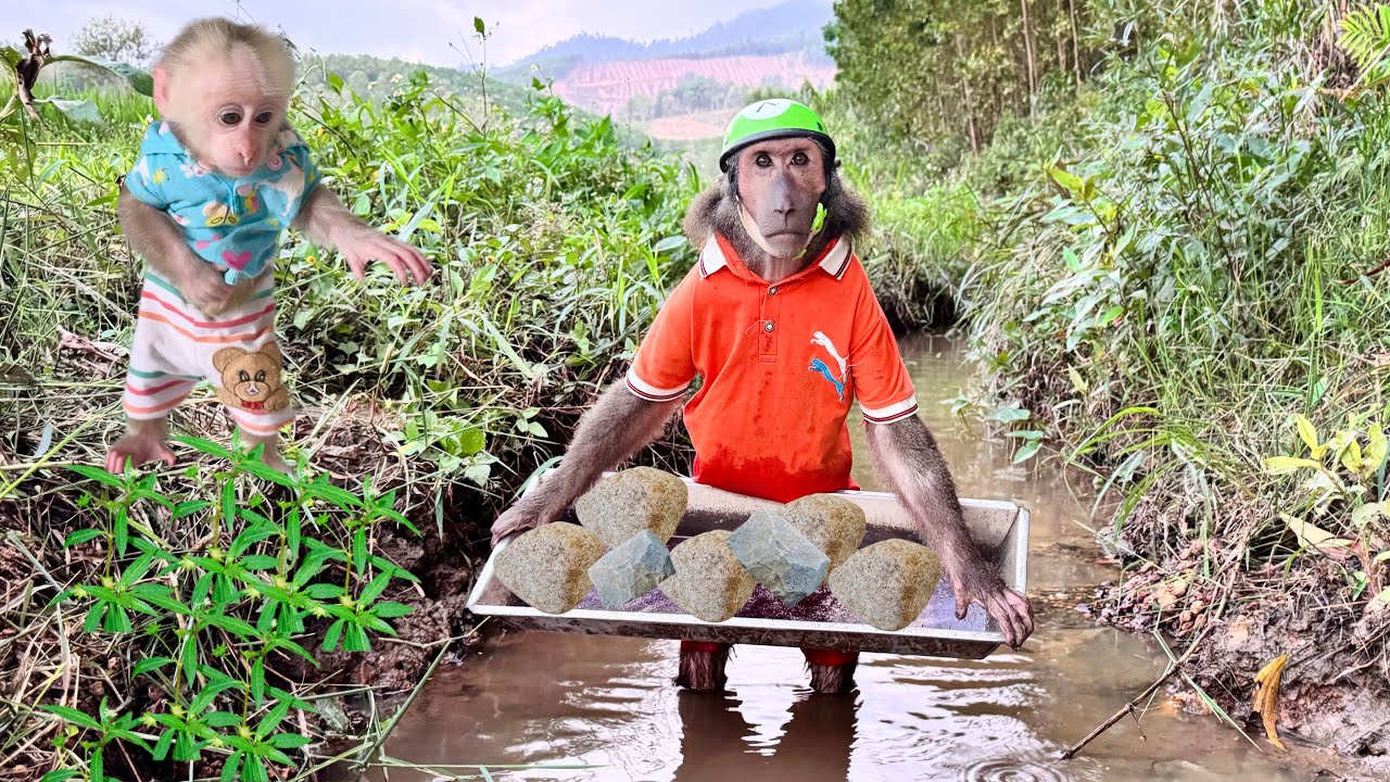 ABU hides from Mom and takes baby monkey go catch snails fun!