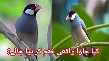 Java Sparrow ka Mustakbil kya hoga ll How To Future Java Sparrow ll V No 329 Sur Birds Channel