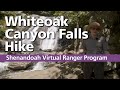 Virtual Ranger Program: Whiteoak Canyon Falls Hike by Shenandoah NPS