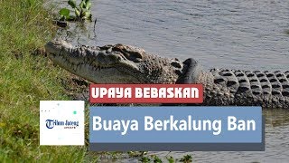 Matt Wright Hingga Forrest Galante Discovery Channel Upayakan Bebaskan Buaya Berkalung Ban