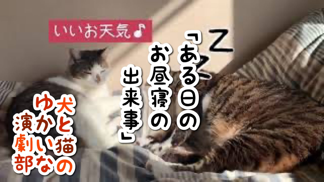 猫動画劇場 18 ある日のお昼寝の出来事 猫の会話を文字化 言われてみればそう言ってるように見える 犬と猫のゆかいな演劇部 Youtube