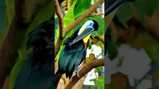 Toco Toucan: Nature’s Most Iconic Beak