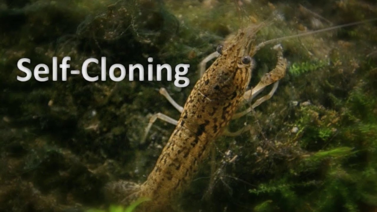 invasive ductal carcinoma New crayfish that doesn't need males to mate becomes all-powerful, self cloning marble crayfish