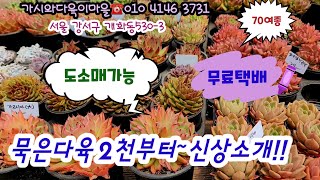 가시와다육이마을에 착한다육및신상입고!! 도소매가능\/무료택배\/ 2천 4천~ 그리고 금선인장 아프리카식물까지💕