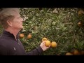 UF/IFAS Extension: The Science of Better Living — Citrus Steaming Research