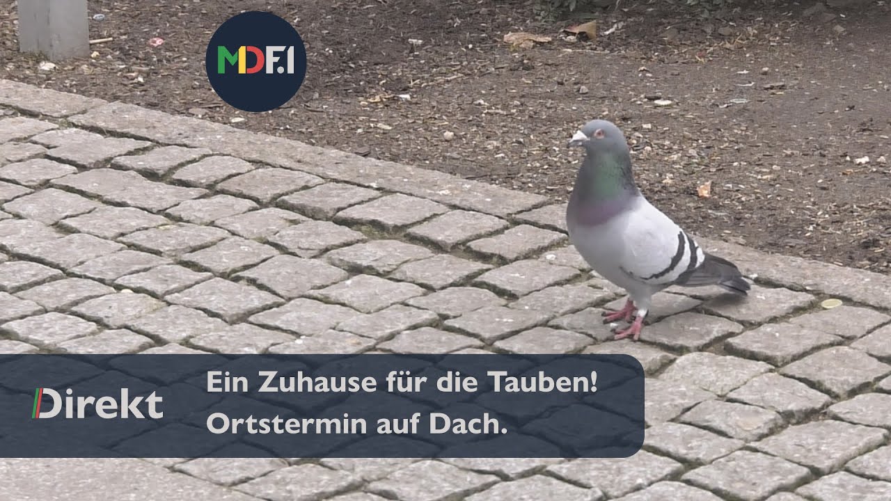Ein Zuhause für die Tauben? - YouTube
