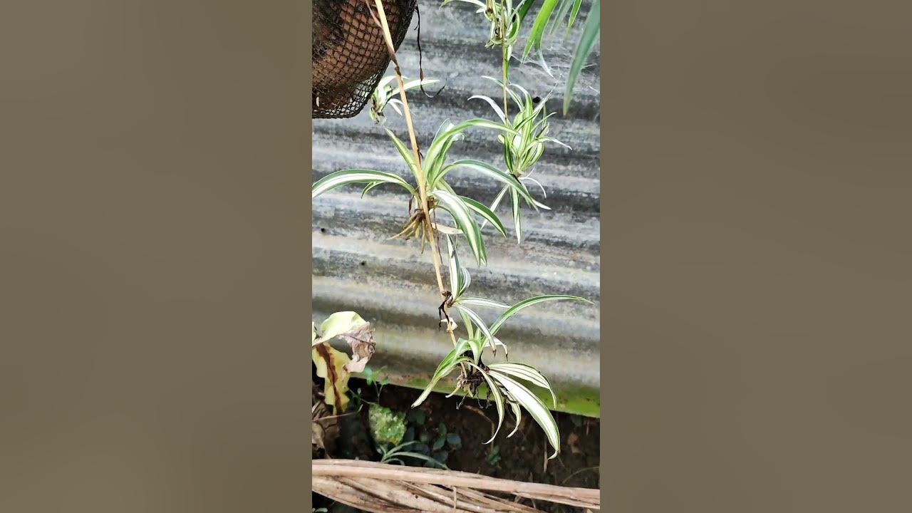 Runners (Asexual Reproduction in Plants) YouTube