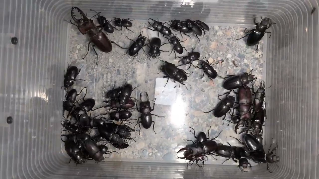 クワガタたち 2026.7.9 新潟県 - YouTube