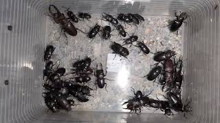 クワガタたち 2026.7.9 新潟県 - YouTube