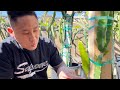 E2: How to Grow Dragon Fruit From Cutting to Fruit