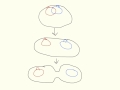 Binary Fission Quiz