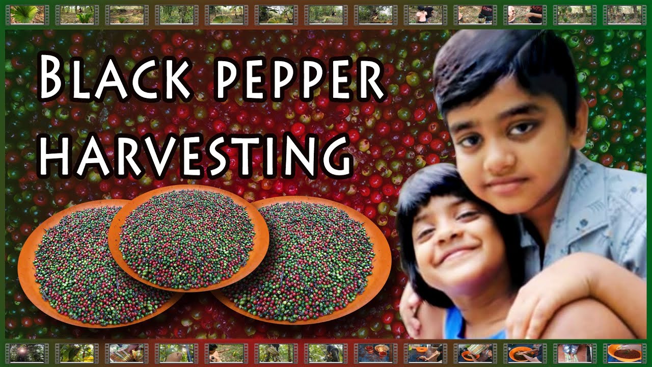 Black pepper harvesting with my sis YouTube