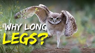 Why Owls Have Long Legs?