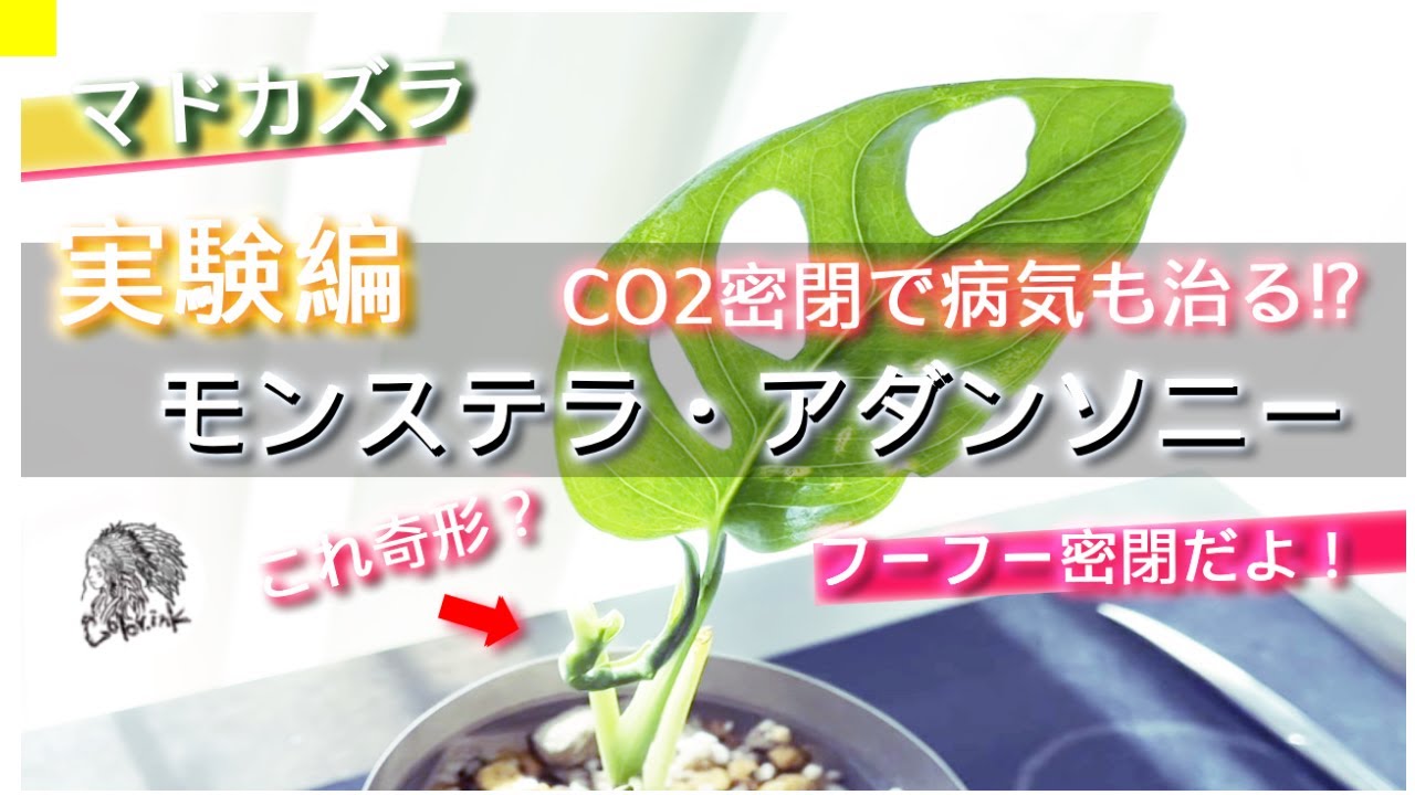 Houseplant [Monstera adansonii] - 300 days in a sealed environment