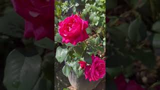 Famous Timeless Charisma  a beauty!! Profile