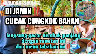 Rawatan CUCAK CUNGKOK BAHAN pasti cepat bunyi nembak panjang dan gacor,