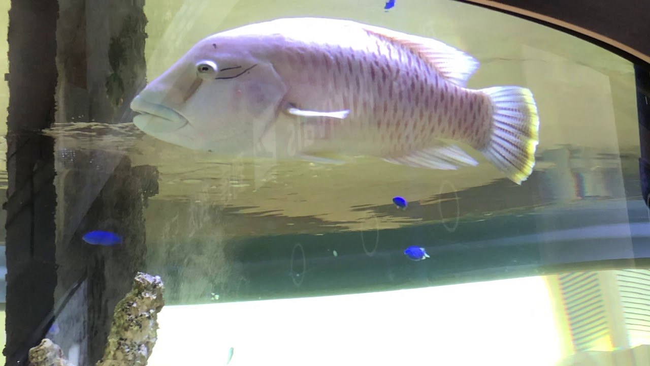 石垣空港出口にある海水魚水槽 Youtube