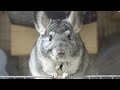【チンチラ】ぬいぬいについて