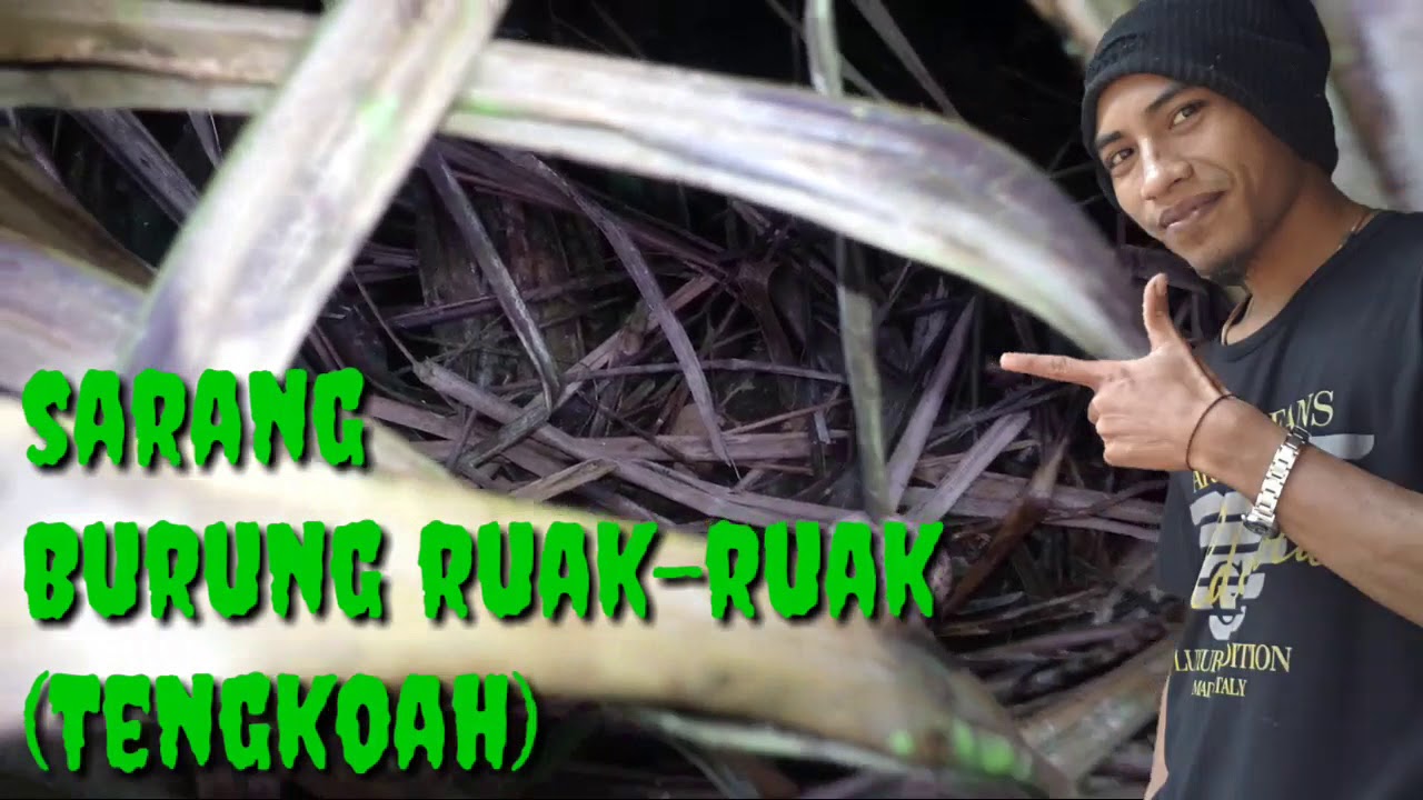 Sarang Burung Ruak Ruak Di Depan Rumah Youtube