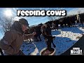 Feeding Cows And Pushing Snow with my 14 year old Brother