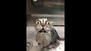 Funny cats 😺😺- Best cats videos on the internet - Don't forget to laugh today 005🤣🤣 by Catalogue 28,294 views 2 years ago 2 minutes, 44 seconds