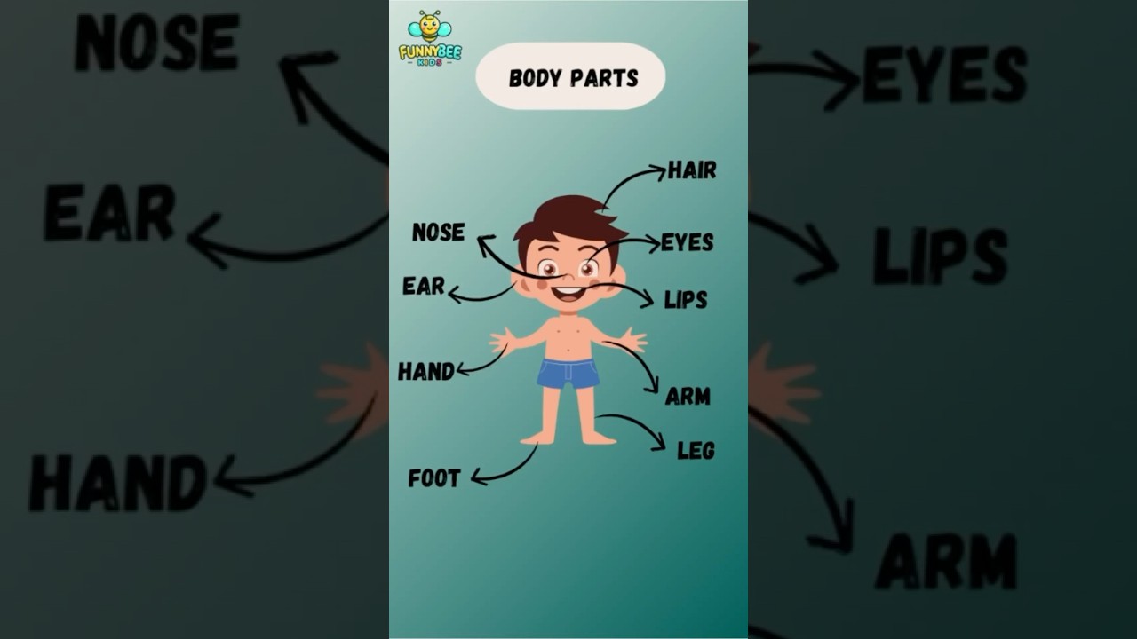 Learn Body Parts for Kids | Fun and Easy! 