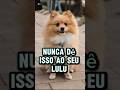 Lulu da pomerânia são fofinhos, mas cuidado! Descubra quais alimentos eles jamais podem comer.